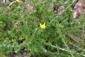 Image result for Adenocarpus mannii