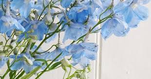 Pale Blue Delphiniums Flower Aesthetic Delphinium Flowers Light Blue Flowers