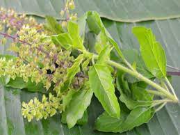 Experiencing hair loss or just want faster hair growth? 21 Incredible Benefits Of Basil For Skin Hair And Health