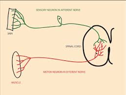 Learn vocabulary, terms, and more with flashcards, games, and other study tools. Peripheral Nervous System Queensland Brain Institute University Of Queensland