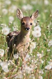Rehkitz Forum Fur Naturfotografen Rehkitz Wilde Tiere Reh