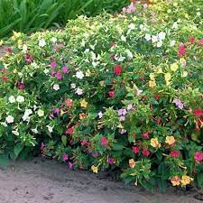 Pin On Gardening
