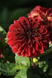 Check spelling or type a new query. 7 Best Dahlia Gogo Series Ideas Dahlia Plants Rare Roses