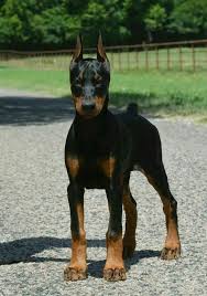 His Feet Are Huge Lol Love Dobies Doberman Kopek Hayvanlar