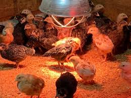 Meyer hatchery today at 1:49 pm hi jennifer, i read your recent post comparing meyer hatchery to murray mcmurray. June Creek Farm
