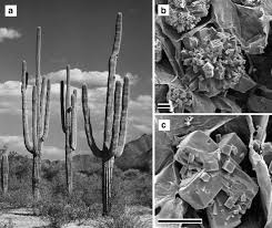 A cactus odyssey in arizona. Decay Of Cacti And Carbon Cycling Springerlink