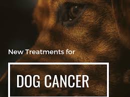 Liver cancer is luckily not a very common cancer in dogs. Cirrhosis Of The Liver Life Expectancy In Dogs