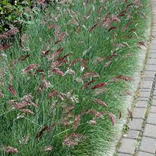 Image result for Melinis subglabra