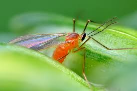 Image result for Schlechterina mitostemmatoides