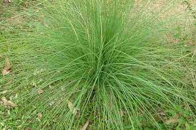 Image result for Cenchrus macrourus