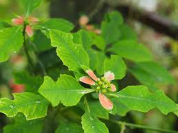 Image result for Euphorbia serratifolia