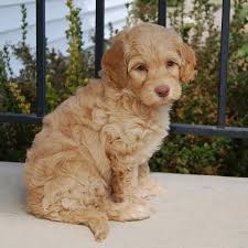 Did you know that our golden retriever parents are our own line of golden coat colors are: 1 Goldendoodle Puppies For Sale By Uptown Puppies