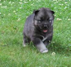 Try contacting georgia dog rescue groups that help all breeds. Siberian Husky Puppy For Sale Adoption Rescue For Sale In Hiawassee Georgia Classified Americanlisted Com