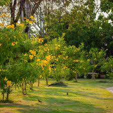 Image result for Tecoma weberbauriana