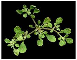 Image result for Glinus lotoides