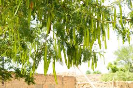 Image result for Albizia chinensis