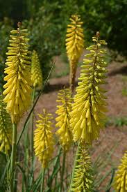 Drought Tolerant Plants Bulbous Plants Plants Red Hot Poker Plant