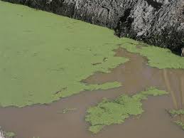 Image result for Lemna aequinoctialis