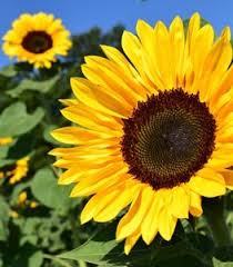 Learn my favorite varieties of flowers to cut, and my tips for making beautiful arrangements. 21 Easy To Grow Flowers For Beginners Garden Design