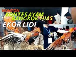 Nonton Kontes Ayam Bangkok Hias Ekor Lidi Youtube