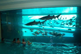 Swimming Pool Next To A Fish Tank So Cool Cool Swimming Pools Las Vegas Swimming Pool Las Vegas Pool