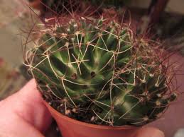 Image result for Commelina albescens