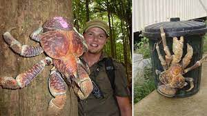 But they cannot squeeze as hard as crocodile jaws. Don T Shake Claws With A Coconut Crab Bear Essential News