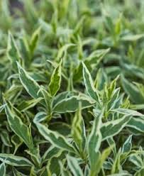 Image result for Dewevrella