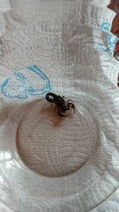 Distribution of scorpions in the central and eastern mediterranean region and preliminary results on the ecology of the scorpions of crete. Tennessee Has Scorpions Album On Imgur