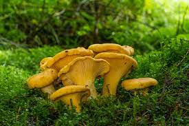 Die ersten steinpilze des pilzjahres 2020 lassen hoffentlich nicht mehr lange auf sich warten.🍄 sommersteinpilz: Pfifferlinge An Diesen Merkmalen Erkennen Sie Ihn