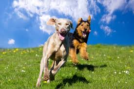 You don't want to take any chances by exposing your puppy to stray dogs or places where stray dogs frequent or to any place unvaccinated or ill dogs might have been. How To Socialize An Adult Dog Cesar S Way