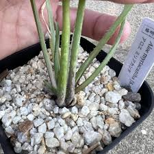 Image result for Aloe myriacantha