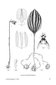 Image result for Nervilia kotschyi