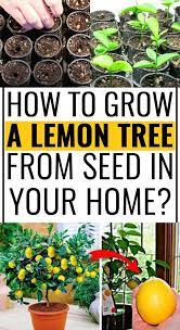 How To Grow A Lemon Tree From Seed In Your Home Lemon Tree From Seed Lemon Tree How To Grow Lemon