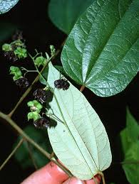 Image result for Wissadula