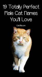 Looking For A Clever Name For Your New Cuddly Kitty Check Out 19 Totally Perfect Male Cat Names That We Think Y Cat Names Kitten Names Unique Kitten Names Boy