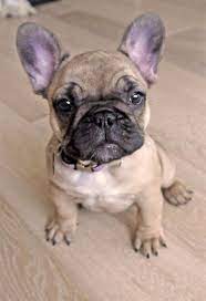 Joyful French Bulldog Puppy Pictures Cute Pet Puppy Animals French Bulldog Puppies French Bulldog