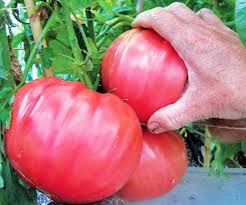 Many color options are also available in the brandywine family, including red, pink, orange, yellow and even black tomatoes. Organic Brandywine Tomato Plant 4 5 Pot No Gmo S Walmart Com Walmart Com