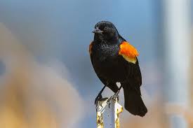 Quora geniuses merged this with a question about a completely different bird! Red Winged Blackbird Bird Blackbird Perched Post Fence Black Wildlife Orange Nature Outdoors Pikist