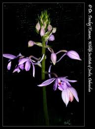Image result for Calanthe sylvatica