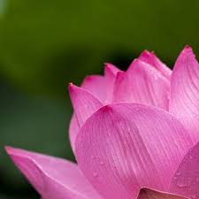 Kenna Joann "Gober" Musser Obituary (1952