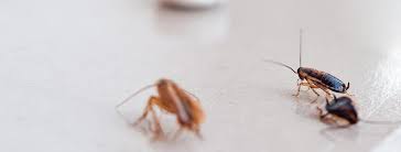 You can also make a homemade palmetto bug bait by mixing the boric acid with some sugar and flour in equal parts before adding some water to. Everything You Need To Know About Palmetto Bugs House Method
