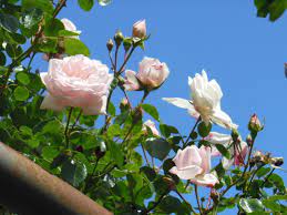 Blütenzauber mit atemberaubendem duft für garten, balkon oder hauseingang! Rosa New Dawn Wikipedia