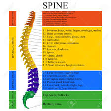 The back contains the spinal cord and spinal column, as well as three different muscle groups. Diagram Of A Human Spine Illustration Royalty Free Cliparts Vectors And Stock Illustration Image 95715300