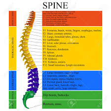 Let's start by looking at a diagram of bone tissue. Diagram Of A Human Spine Illustration Royalty Free Cliparts Vectors And Stock Illustration Image 95715300