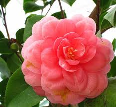 Bunga yang satu ini ditemukan di indonesia, dan nama rafflesia sendiri itu diambil dari penemu nya yaitu thomas stamford raffles. Terbaru 19 Gambar Bunga Langka Yang Indah Koleksi Bunga Hd