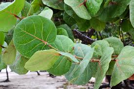 Image result for Coccoloba