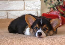 Maybe you would like to learn more about one of these? 15 Tricolor Dog Breeds Black Brown White All Over