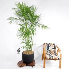 Bamboo utensils are simple to care for. Bamboo Palm Plant Care Growing Guide