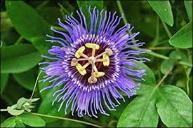 There are a number of chemicals that have been identified in the many different species of passion vine. What Are The Uses And Health Benefits Of Purple Passionflower Passiflora Incarnata